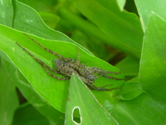 Lycosidae