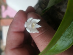 Caularthron bilamellatum
