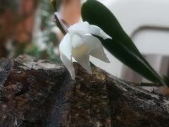 Caularthron bilamellatum