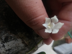 Caularthron bilamellatum