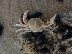 Liocarcinus vernalis
