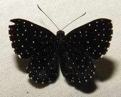 Echydna punctata