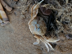 Liocarcinus vernalis