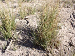 Afroscirpoides dioeca