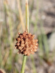 Afroscirpoides dioeca