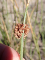 Afroscirpoides dioeca