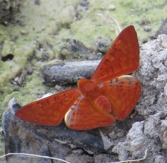 Emesis mandana