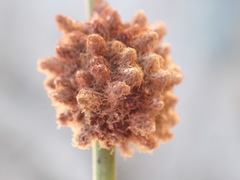 Afroscirpoides dioeca