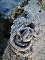 Abarenicola pacifica