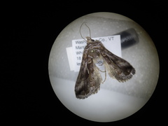 Autographa rubidus
