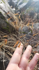 Acmispon americanus americanus