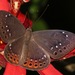 Eurybia albiseriata - Photo (c) Rich Hoyer,  זכויות יוצרים חלקיות (CC BY-NC-SA), הועלה על ידי Rich Hoyer