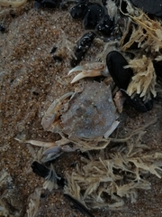 Liocarcinus vernalis