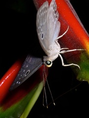 Eurybia molochina