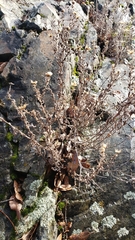 Heterotheca villosa minor