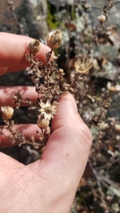 Heterotheca villosa minor