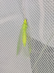 Pseudomallada prasinus