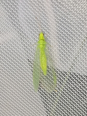 Pseudomallada prasinus