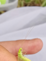 Pseudomallada prasinus