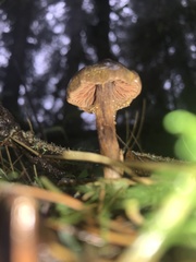 Cortinarius anthracinus