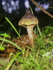 Cortinarius anthracinus