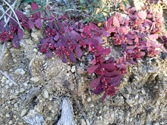 Euphorbia densiflora