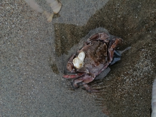 Arch-fronted Swimming Crab, 2243 Wassenaar, Netherlands, photo 5 of 10