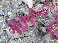 Euphorbia densiflora