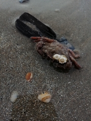 Liocarcinus navigator