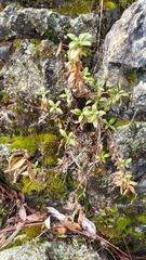 Diplacus grandiflorus