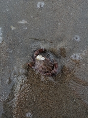 Liocarcinus navigator