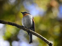 Ochthoeca rufipectoralis