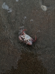 Liocarcinus navigator