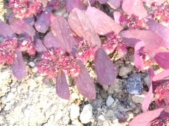 Euphorbia densiflora