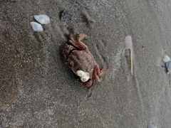Liocarcinus navigator