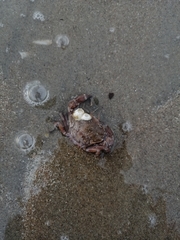 Liocarcinus navigator