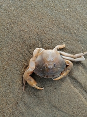 Liocarcinus holsatus