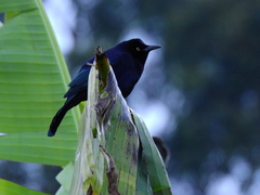 Quiscalus lugubris