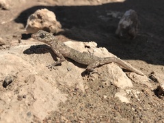 Phyllodactylus gerrhopygus