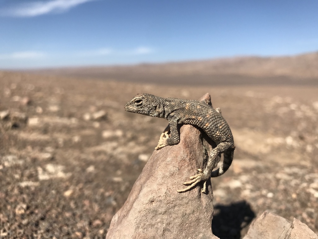 Dragon of Torres-Mura