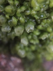Scapania compacta