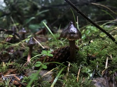 Cortinarius anthracinus