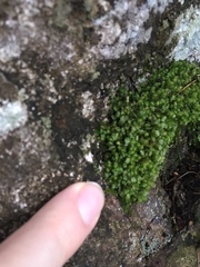 Scapania compacta
