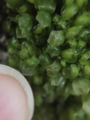 Scapania compacta