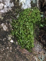 Scapania compacta