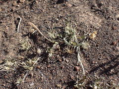 Tragus berteronianus