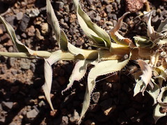 Tragus berteronianus