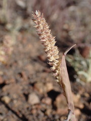 Tragus berteronianus