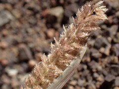 Tragus berteronianus