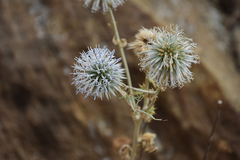 Echinops sphaerocephalus albidus